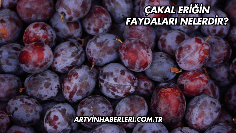 Çakal Eriğin Faydaları Nelerdir?