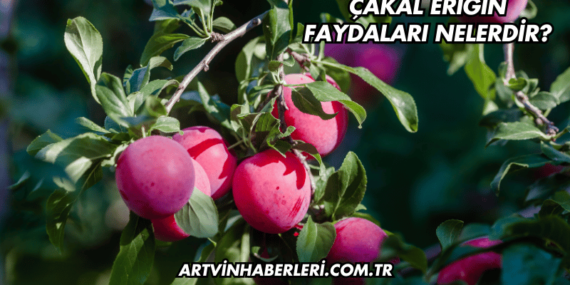Çakal Eriğin Faydaları Nelerdir?