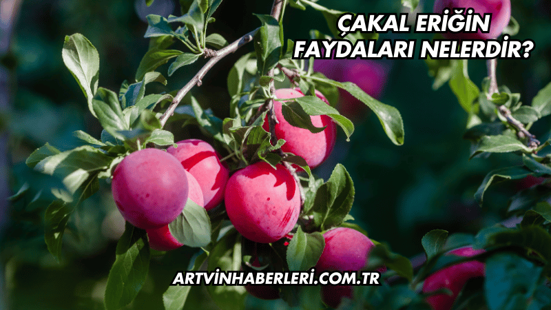 Çakal Eriğin Faydaları Nelerdir?