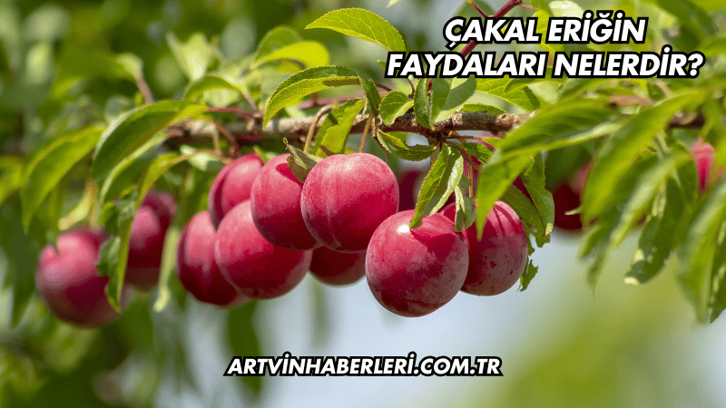 Çakal Eriğin Faydaları Nelerdir?