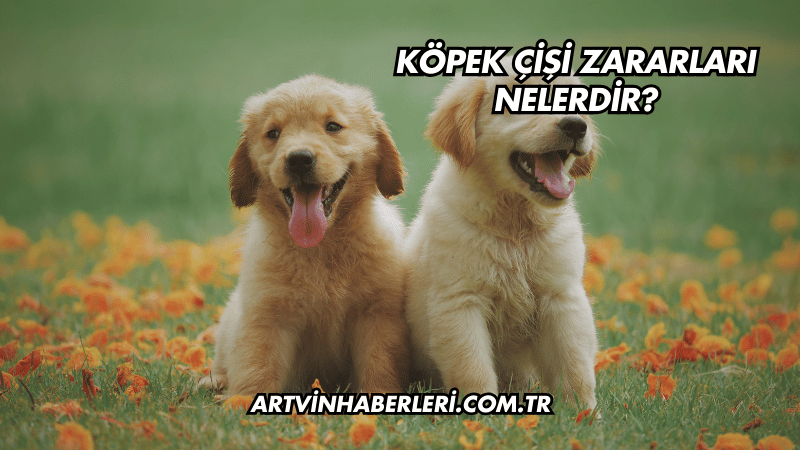 Köpek Çişi Zararları Nelerdir?
