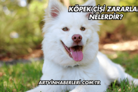 Köpek Çişi Zararları Nelerdir?