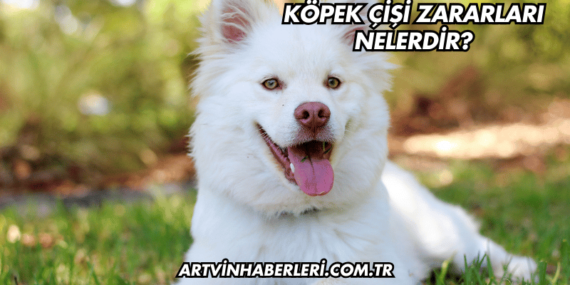 Köpek Çişi Zararları Nelerdir?