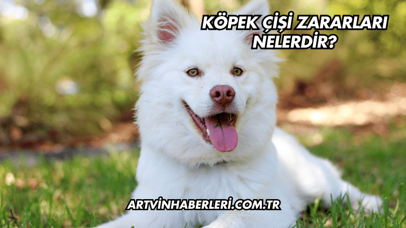 Köpek Çişi Zararları Nelerdir?