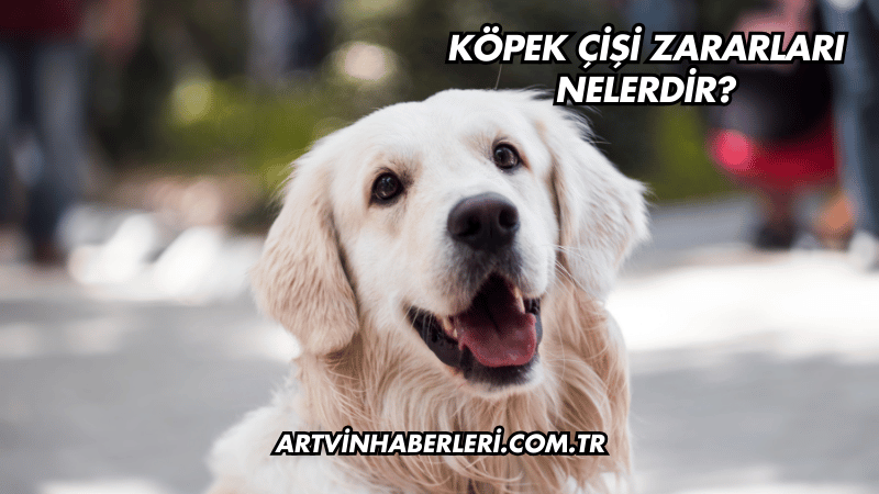 Köpek Çişi Zararları Nelerdir?