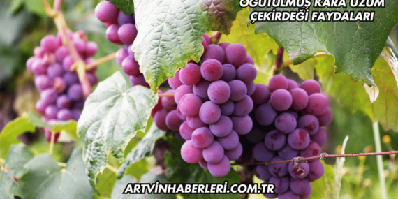Öğütülmüş Kara Üzüm Çekirdeği Faydaları