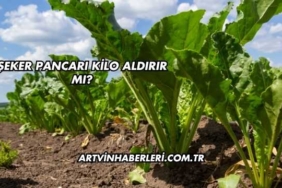 Şeker Pancarı Kilo Aldırır mı?