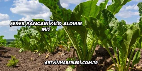 Şeker Pancarı Kilo Aldırır mı?