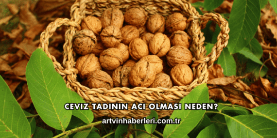 Ceviz Tadının Acı Olması Neden?